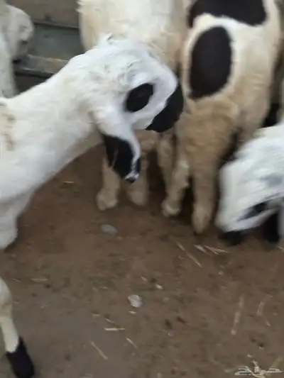 سواكن محليه انتاج 6