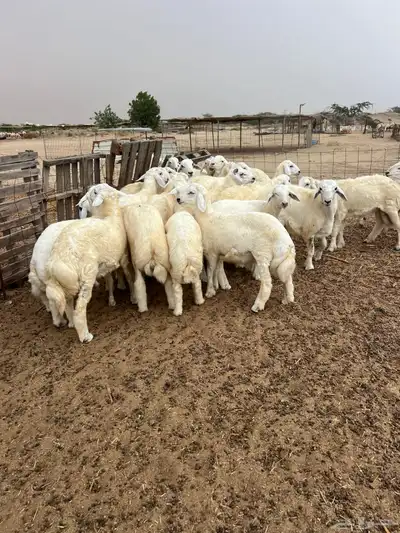 طليان مناسبات فاخره 1