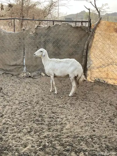 غنم دفيع 6