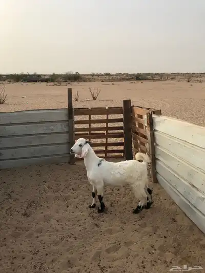 تيس ذبيحة 1