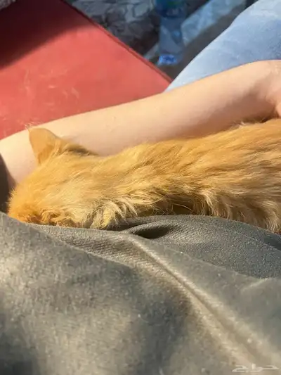 For adoption orange cat 5