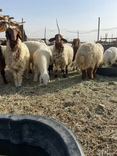 خرفان ورخال نعيم 12