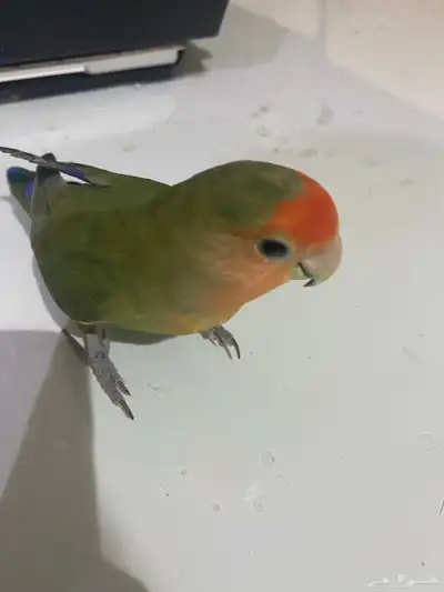 ببغاء للبيع 2