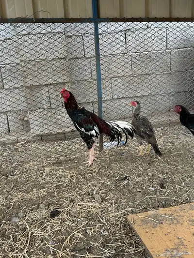 دجاج 2