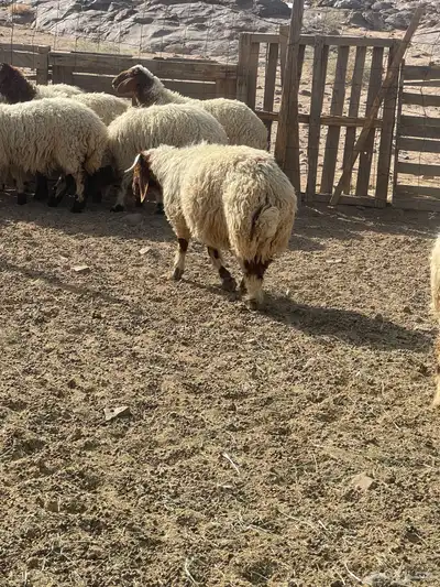 خرفان ورخال نعيم 0