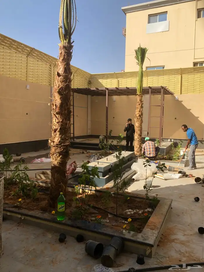 Washingtonian olive and palm trees 12