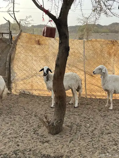 غنم دفيع 9