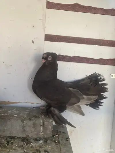 حمام الاسكا وكرنقو 3
