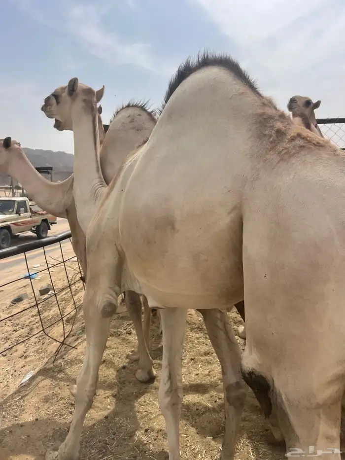 قعدان مفاريد اتواصل 2