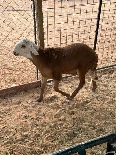 سواكني للبيع 7