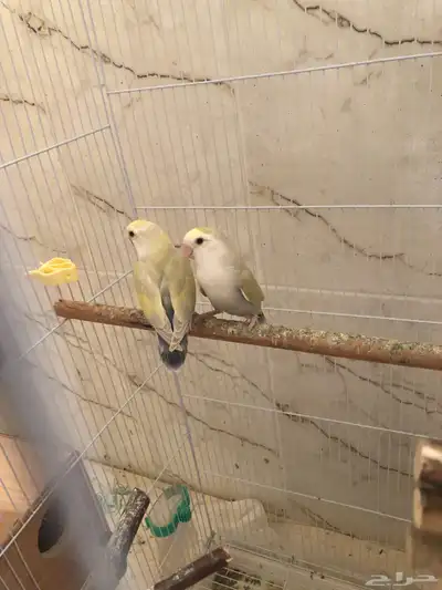 زوج روز اينو للبيع(البيع مستعجلل والبيع سمممح) 1