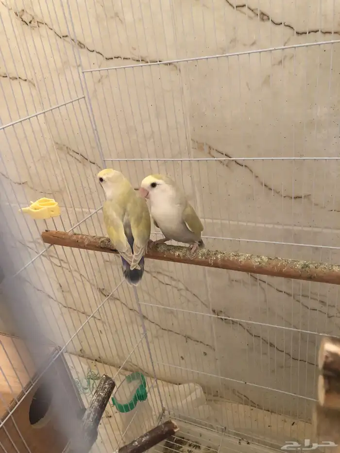 زوج روز اينو للبيع البيع سمح ( تم البيع) 1