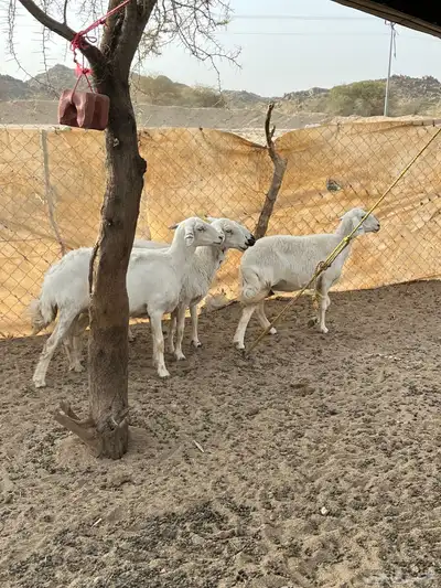 غنم دفيع 15