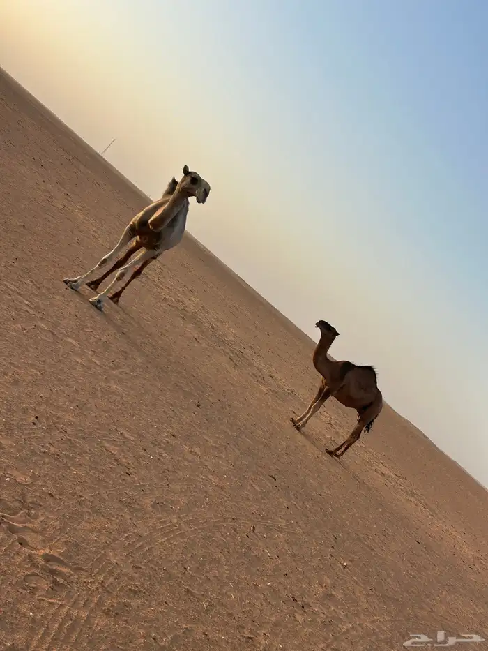 للبيع ناقة عشرا باكستانيه 0