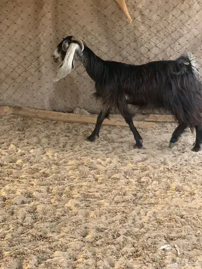 للبيع رخال سواكنيات ومعزا عوراض 2