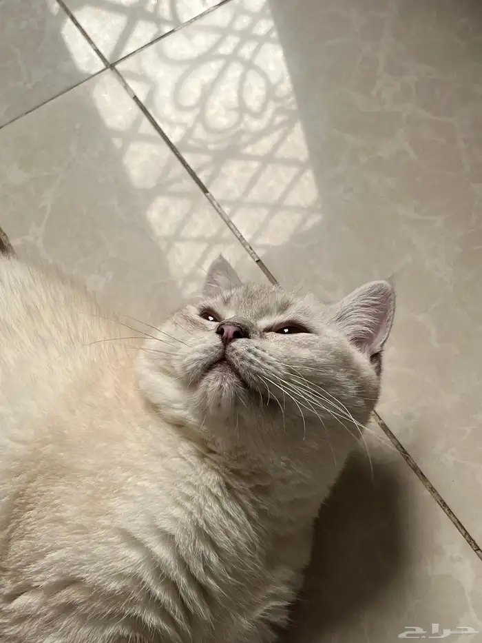 قط ذكر للتزاوج 0