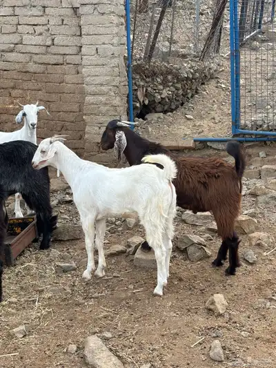 طليان سواكن وتيوس مخاصي 3