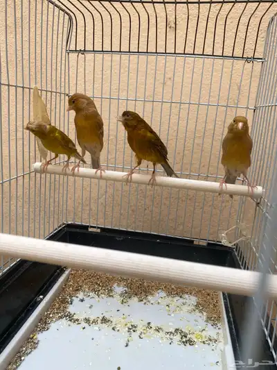 كناري 2