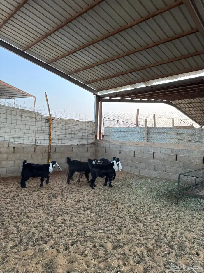 جفرات عوارض 0