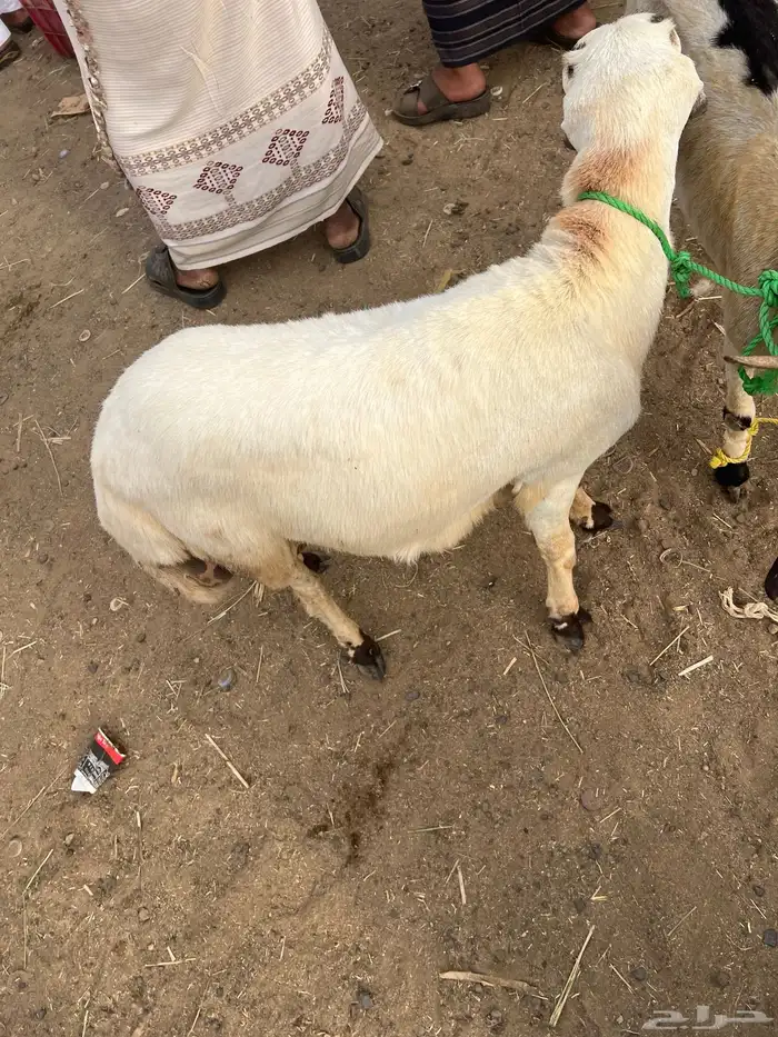 كبش بلدي مربى العمر تقريبا  8 اشهر 1