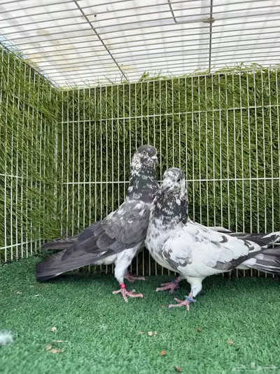 جوز شبراء 0