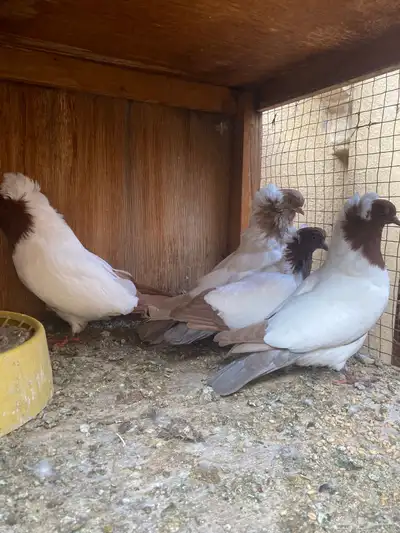 جوز سوداني 1