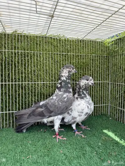 جوز شبراء 2