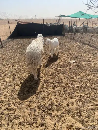 خرفان مشاريع فحول طيبه معرفه 2