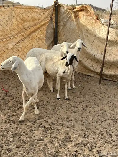 غنم دفيع 4