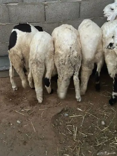 سواكن محليه انتاج 0