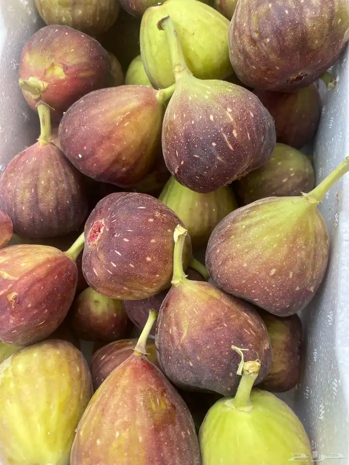 بطاطس وبصل 4