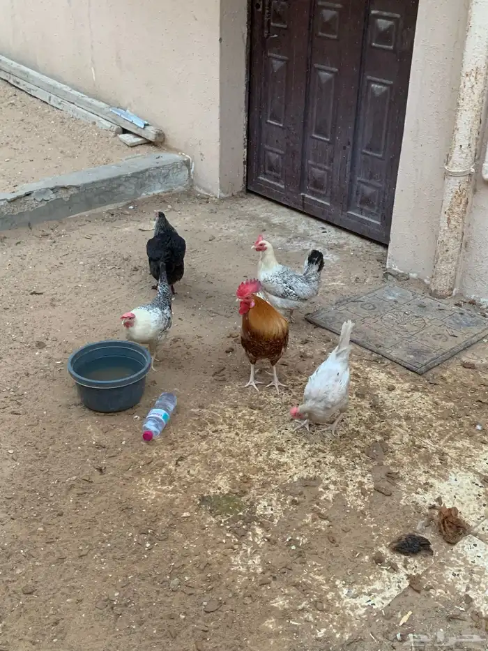 دجاج تركي بياض 6