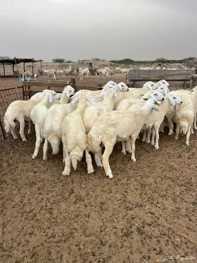 طليان مناسبات فاخره 3
