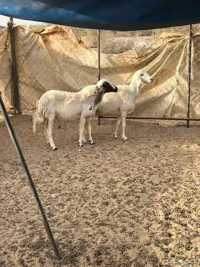 غنم دفيع 19