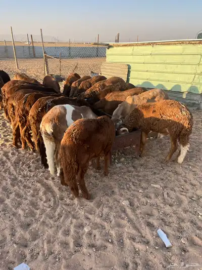 ذبايح 1