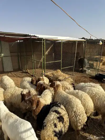 بهم نعيم العدد 16 2