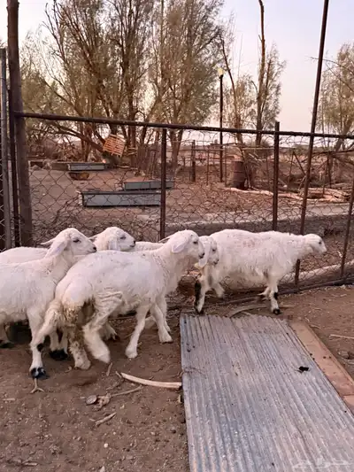 طليان حريات من انتاج المراح 1