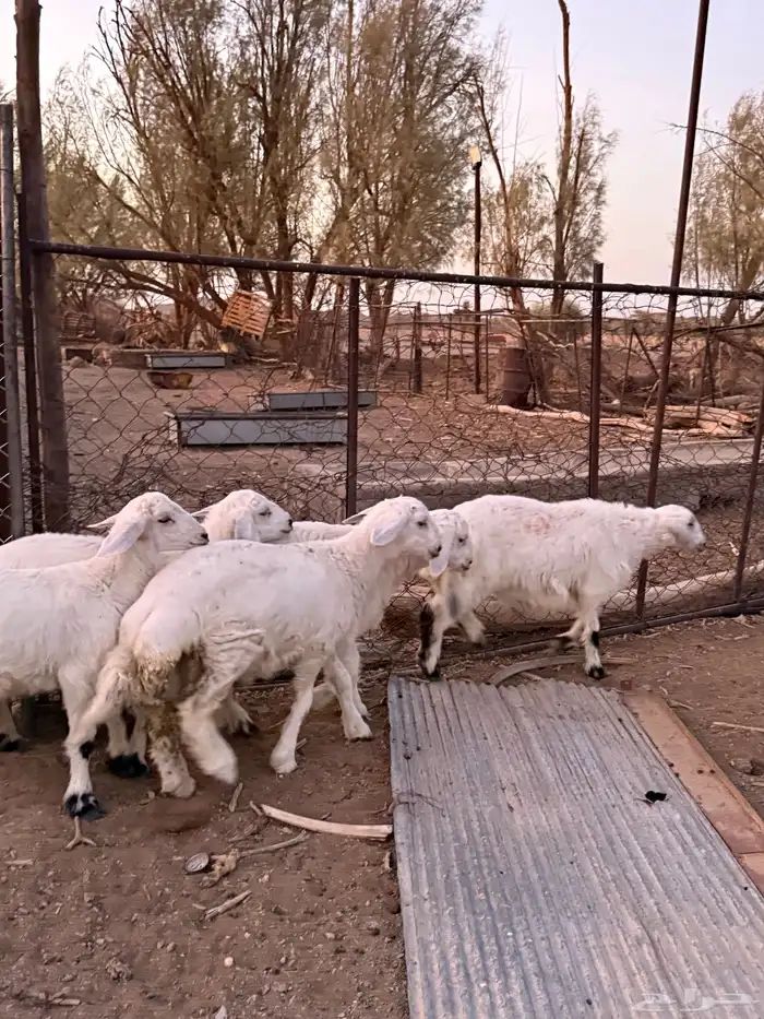 طليان حريات من انتاج المراح 1