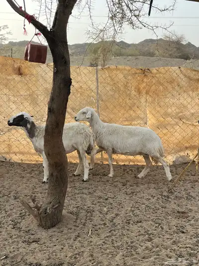 غنم دفيع 10