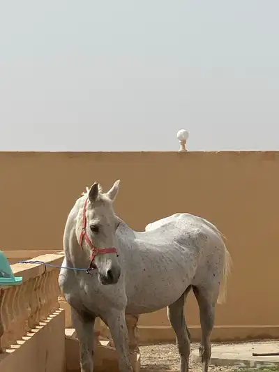 فرس شعبيه للبيع 2