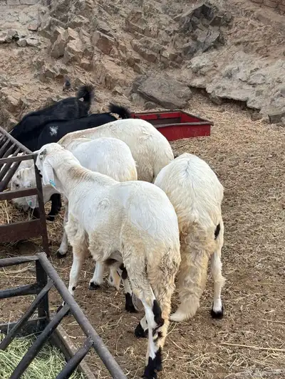 طليان سواكن وتيوس مخاصي 8