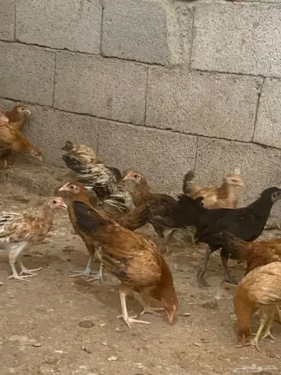 دجاج بلدي 2