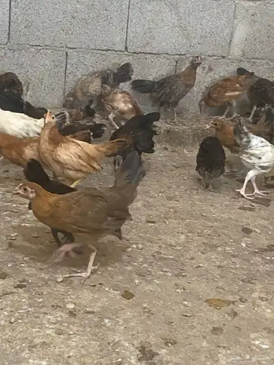 دجاج بلدي 0