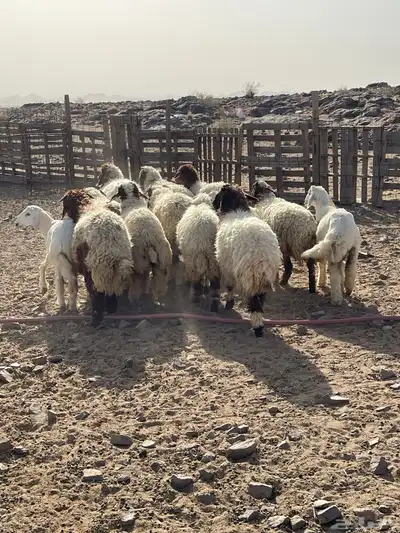 خرفان ورخال نعيم 7