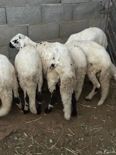 سواكن محليه انتاج 2