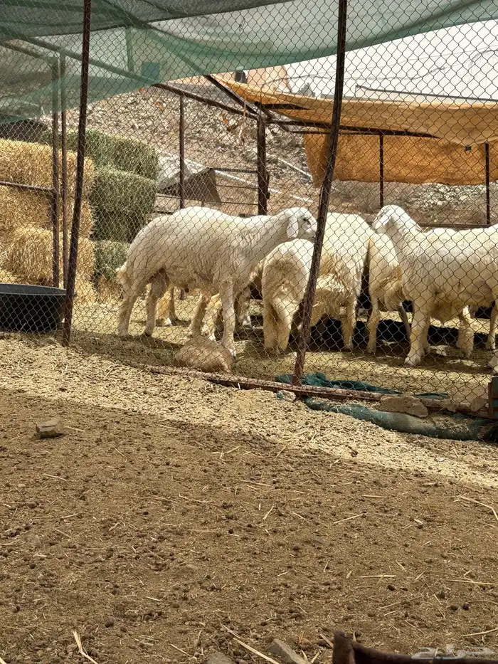 10 طليان نظاف شعره وجبر وشحم 0
