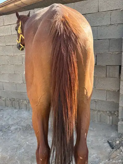حصان سبوق 2