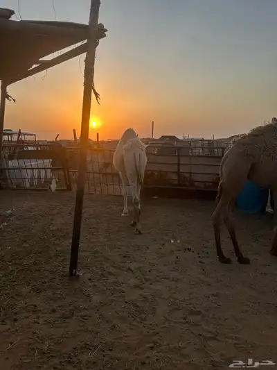 قعود قصب طيب 4