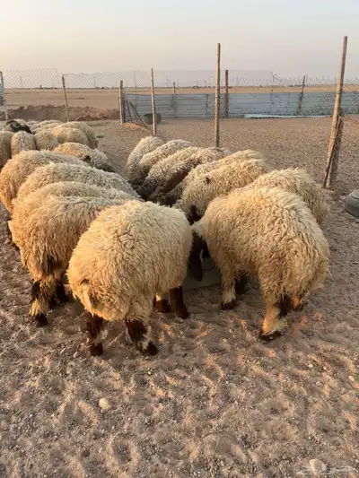 ذبايح 0