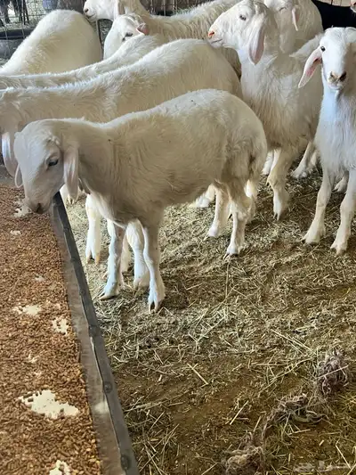 طليان هرافى لباني حيل شحم 1